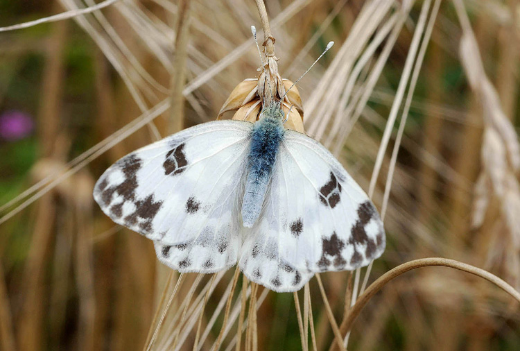 Pieridae da det. : Pontia edusa